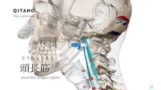 頭長筋の解剖学図｜musculus longus capitis｜筋肉辞典72 [upl. by Gnok]