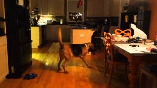 Bloodhound amp Basset Hound Racing through the house [upl. by Linc]