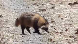 Japanese Raccoon Dog on the Prowl ホンドタヌキの林道歩行 [upl. by Bevin646]