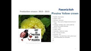 Jardinage Paeonia ltoh Pivoine yellow crown Plante vivace [upl. by Analat]