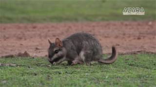 Fauna neotropical  Vizcacha [upl. by Aehta411]