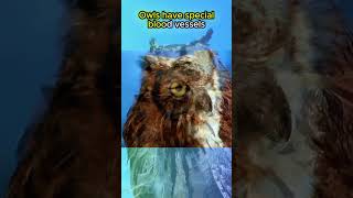 Owls Can Rotate Their Heads ALL THE WAY AROUND🦉🦉🦉animals animalfacts shorts [upl. by Lani]