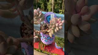 SUCULENTA CULTIVADA NO TEMPO suculentas succulents succulent videos plantas suculentasbrasil [upl. by Crellen580]