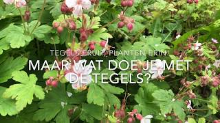 Tegels eruit planten erin Maar wat doe je met de tegels [upl. by Weaks]