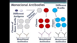 Monoclonal Antibodies Definition and Types [upl. by Enirehtac]