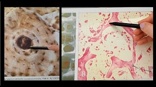 Bone Histology Review  Compact and Spongy Bone [upl. by Yecram]