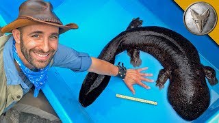 BIGGEST Salamander in Japan [upl. by Troxell]