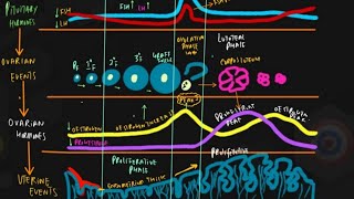 Decoding The MENSTRUAL CYCLE Visualizing NCERT GRAPH Step by Step [upl. by Melosa]