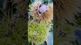 Sweet Chestnut 🌳🌰 Celebrating the lifecycle of trees Castanea sativa chestnuts sweetchestnut [upl. by Morell]