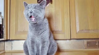 British Shorthair Kittens Sweetest Little Meow [upl. by Nyliac21]