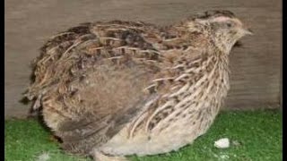 How much noise do quail make What do they sound like [upl. by Spark]