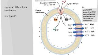 RECEPTOR Guanylyl Cyclase amp Ion Channels [upl. by Nylaehs]