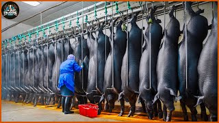 How Farmers Raise And Process Millions Of Black Pigs At The Factory  Pig Farms  Processing Factory [upl. by Nikolas580]