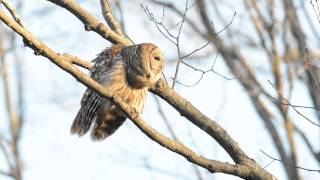 A barred owl hooting [upl. by Gnilyarg]