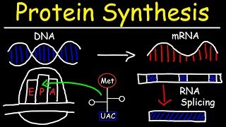 Transcription and Translation  Protein Synthesis From DNA  Biology [upl. by Izzy]