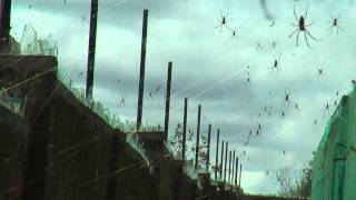 Scary spiders Nephila Madagascariensis spider [upl. by Akino]