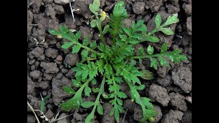 Identifying Lesser Swinecress Lepidium didymum Coronopus didymus [upl. by Pellegrini]