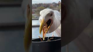 My Pet Seagull Eating Sounds Like Minecraft [upl. by Lyrrehs800]