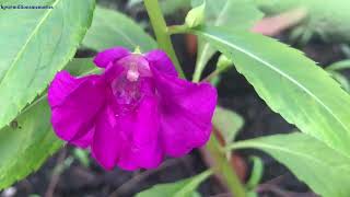 Tropical Impatiens Balsamina balsamplant [upl. by Safko311]