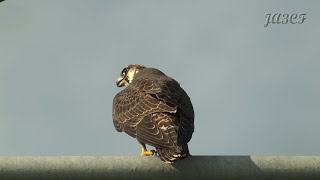 ハヤブサの鳴き声 Peregrine Falcon [upl. by Nerrak]