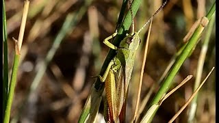 Chorthippus parallelus erythropus calling song [upl. by Bohun]