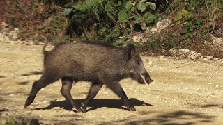 Karadeniz bölgesinde çok güzel bir domuz avı  wild boar hunting [upl. by Aisak]