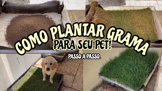 COMO PLANTAR GRAMA PARA SEU PET  BANHEIRO PET EM APARTAMENTO 🐶 [upl. by Belamy973]