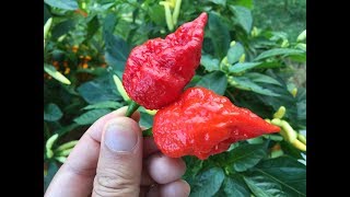 How to Save Pepper Seeds  Easy and Cheap Method [upl. by Noivert]