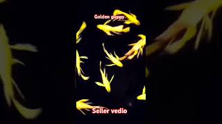 Golden guppy fish guppy ytshots viralshot shots youtubeshorts viralreels [upl. by Eniledam]