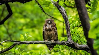 spotted owlet in the bruhad Gir [upl. by Ecille]