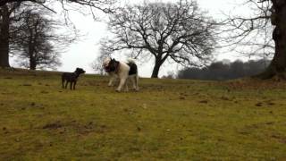 The Alpha Pack  quotAkita vs Pyrenean Mountain Dogquot [upl. by Leivad988]