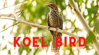 Female Koel Bird Sound  Asian Koel Bird Call  Mangla TV [upl. by Eatnhoj]