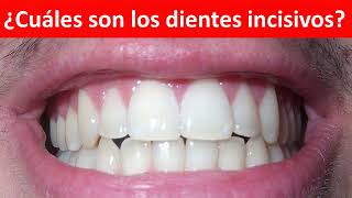 Cuales son los dientes incisivos [upl. by Saidel499]