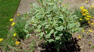 How to grow Dogwood  Gardening 101 by Dr Greenthumb [upl. by Refinnaj689]