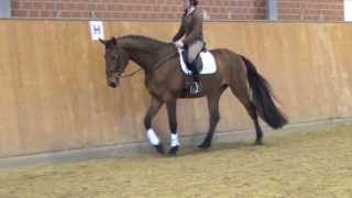 Sergeant PepperDiskret gelding  2009 for sale [upl. by Cence]