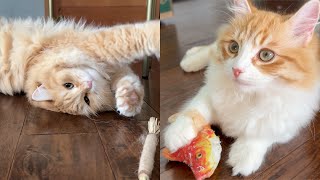 Kitten Rolls around for Silvervine  Siberian Cats [upl. by Blanka]