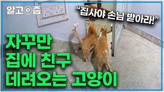 quot어서 와 우리 집은 처음이지quot 동내 길고양이들을 집으로 데려와 노는 고양이 친구 없이 집에 들어올 수 없다｜고양이를 부탁해｜알고e즘 [upl. by Ogdon272]