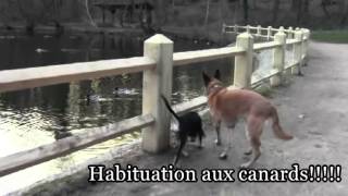 Habituation  sensibilisation dans la familiarisation du chiot [upl. by Aufmann623]