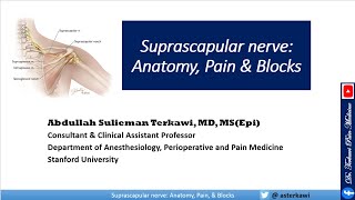 Suprascapular Nerve Anatomy Pain Blocks and Treatment [upl. by Ytnom]