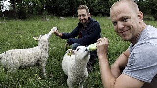 Matar lamm och får lunch av Johan Backéus Årets kock 2017 [upl. by Onateyac]