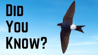 Things you need to know about HOUSE MARTINS [upl. by Trilbie691]