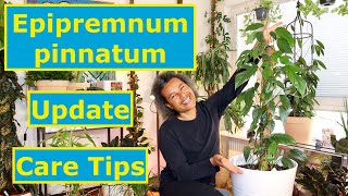 Epipremnum pinnatum  Update amp Care Tips [upl. by Horick]