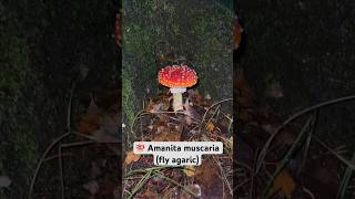 Amanita muscaria mushroom 🍄 [upl. by Olyhs755]