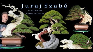 Juraj Szabò beforeampAfter  Tomas Eibner bonsai collection [upl. by Zamir]