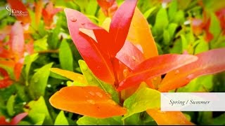 Photinia Red Robin Information and Advice [upl. by Thayne]