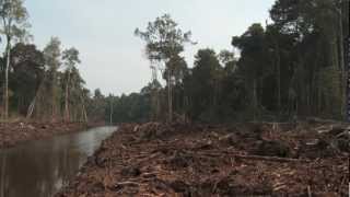 Kepak Sayap Enggang  Tur Mata Harimau di Kalimantan Barat [upl. by Kowtko27]