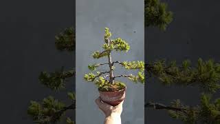 Picea glauca Conica tree in pot [upl. by Carbrey]