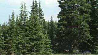 The Subalpine Forests of Wyoming [upl. by Janella]