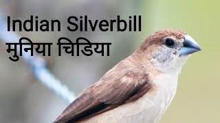 Indian Silverbill  मुनिया चिडिया  Euodice Malabarica [upl. by Odnumyar]