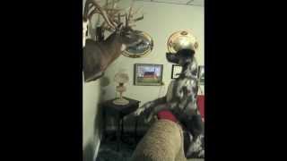 Winston the Great Dane meets Raymond the Taxidermy Deer Head [upl. by Stilu]